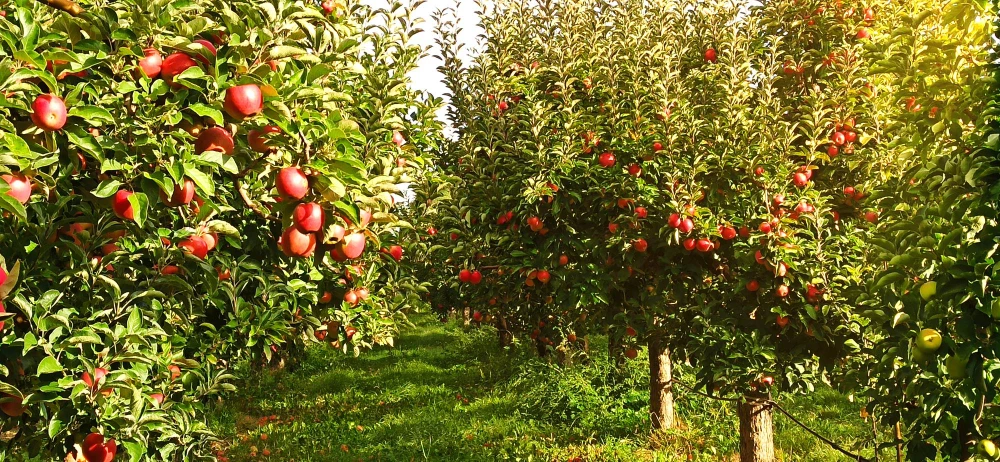 ТОО "APPLE BEE"