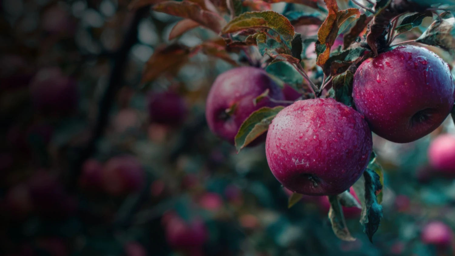 ТОО "APPLE BEE"