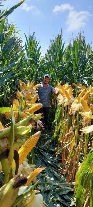 Iranian Corn Seeds – Wholesale Supply - 2089 - photo 1