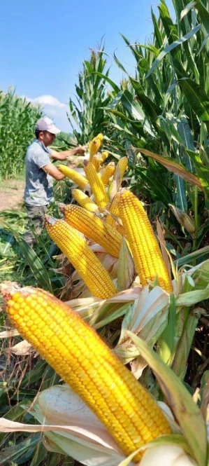 Iranian Corn Seeds – Wholesale Supply - 2089 - photo 2