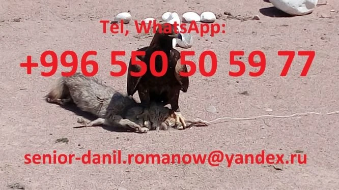 Kyrgyzstan tours, Guide, Tourism, Excursions, Mountain tours, Driver - 2254 - photo 4