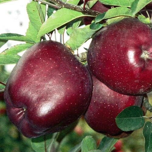 Bright Jerome apples with rich color - 2294 - photo 1