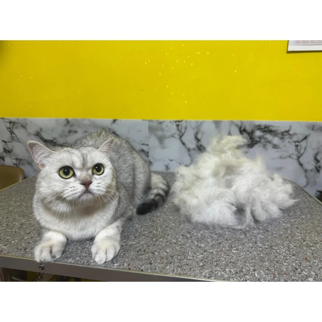 Стрижка кошек Вычес кошек груминг Астана - 992818 - фото 2