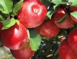 Premium-Gala-Galaxi-Äpfel mit lebendigem Geschmack