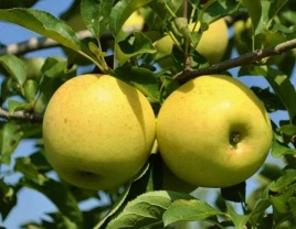 Zarte Golden Deliches Äpfel mit mildem Geschmack