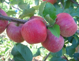 Süße Fuji-Äpfel mit hoher Saftigkeit