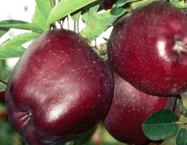 Helle Jerominäpfel mit gesättigter Farbe