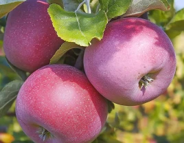 Frühe Williams Pride Äpfel mit lebhaftem Geschmack