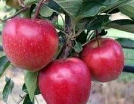 Ранние яблоки Квинти с сочной мякотью